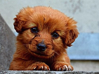 puppy