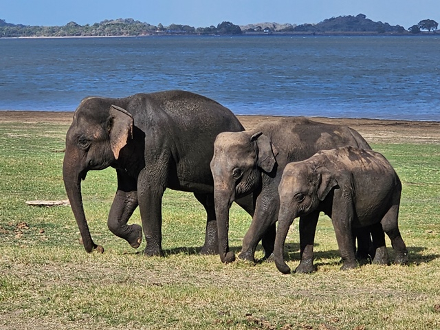 sri lanka