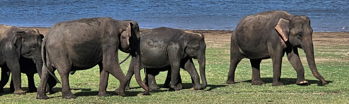 Diary of an 11 Day Tour of Sri Lanka