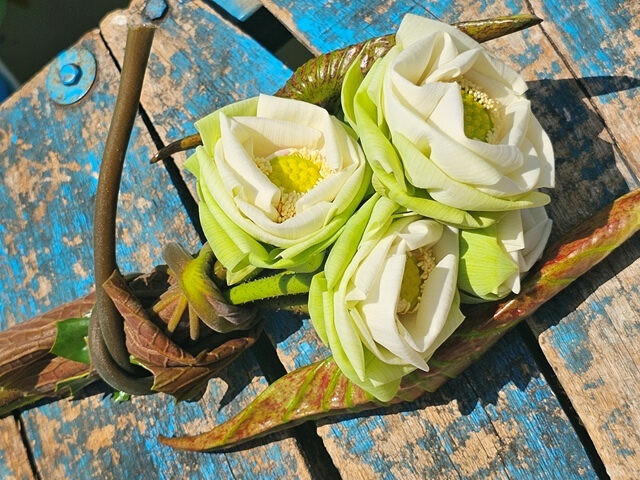 lotus flowers