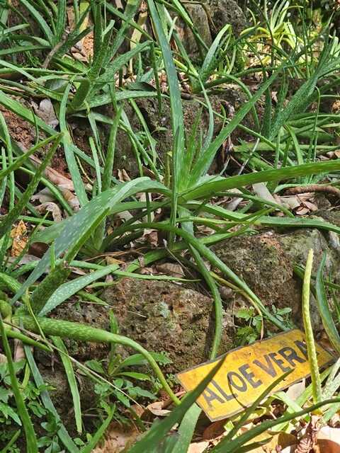 aloevera