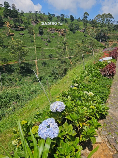 tea factory