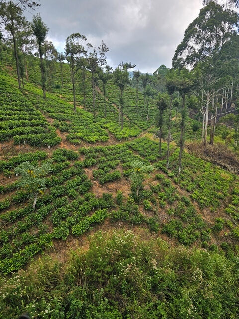 ella sri lanka