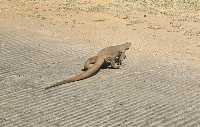 lizard