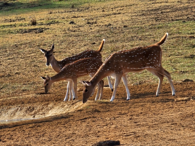 deer