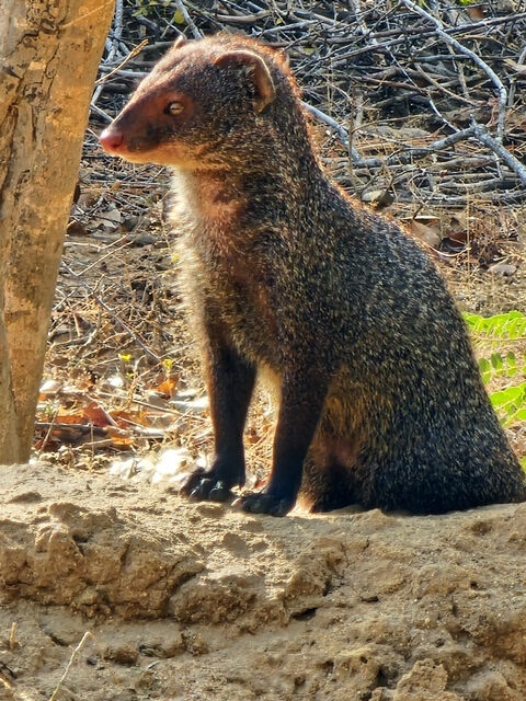 mongoose