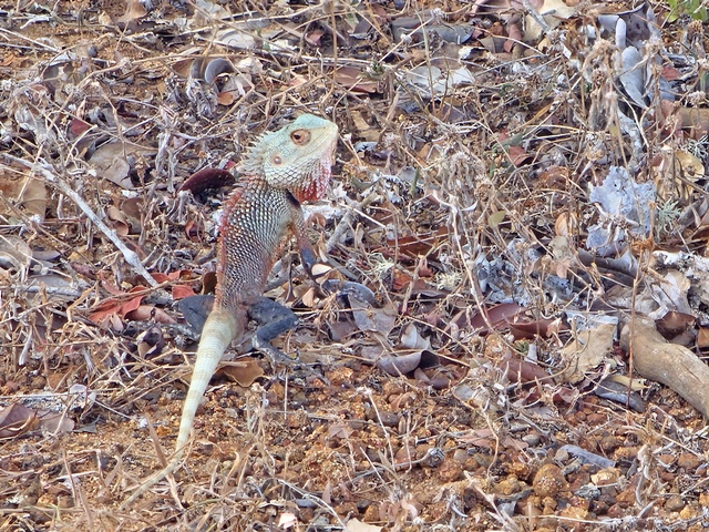 chameleon
