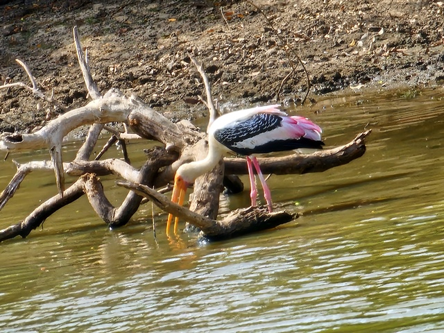bird