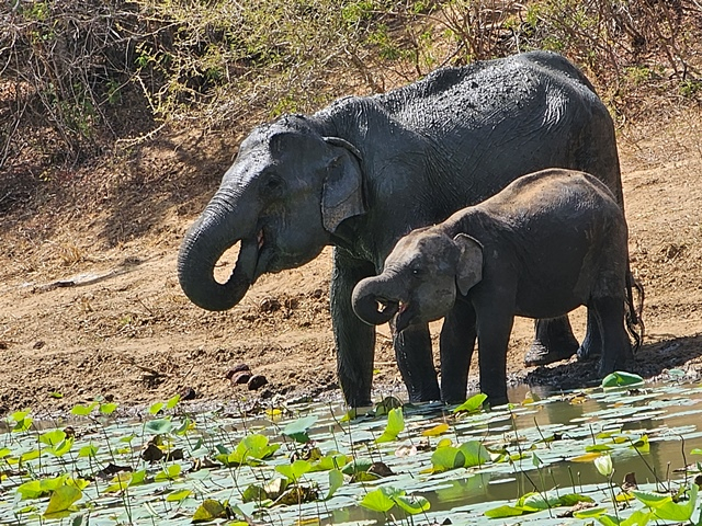 elephant