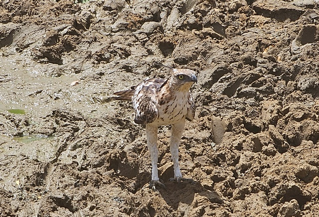 hawk