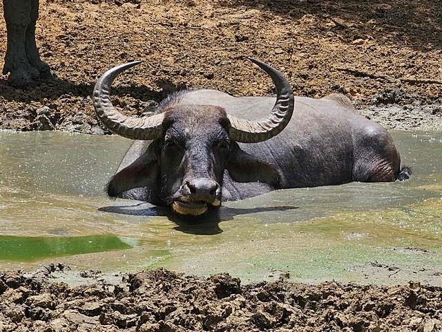 buffalo