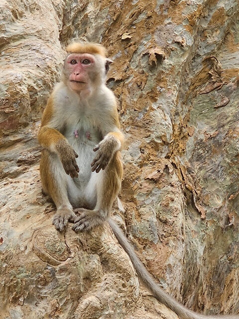 macaques