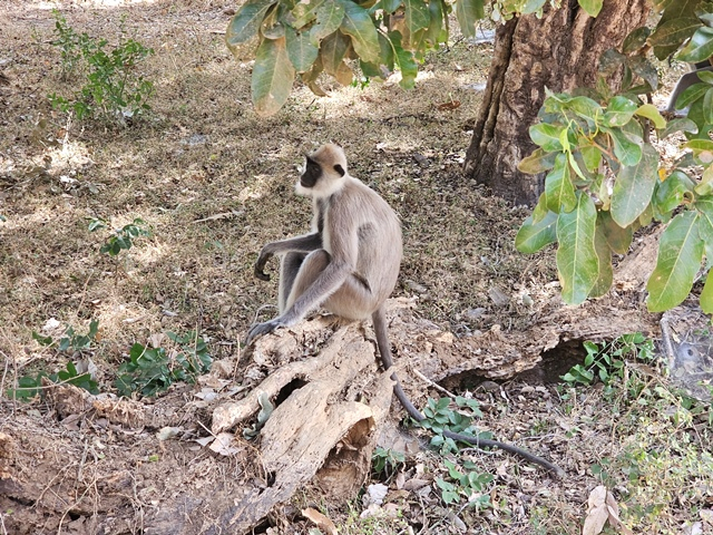 monkey