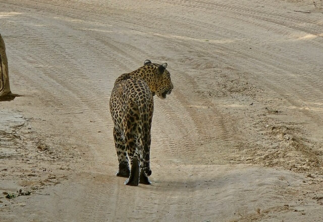 leopard