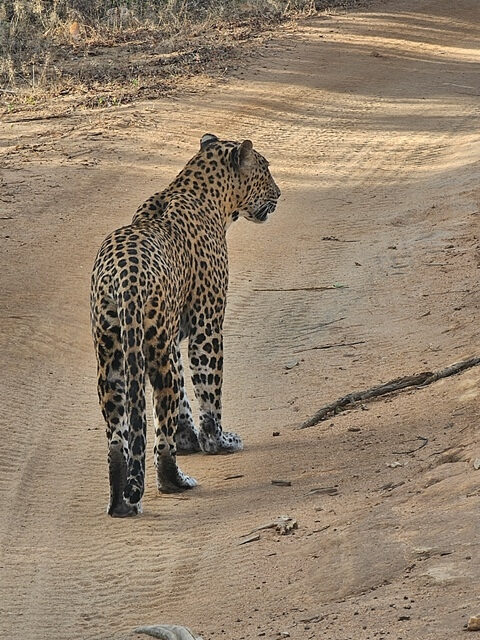 leopard
