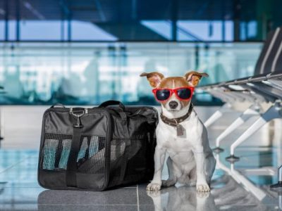 flying with pet