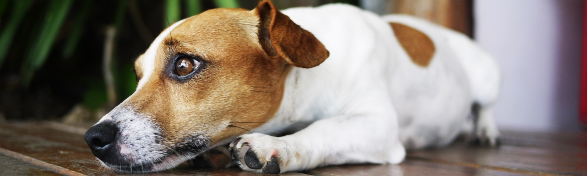 Calming your Anxious Dog when you’re on Vacation