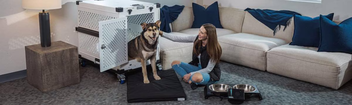 How your Pet can Join your next Foreign Adventure