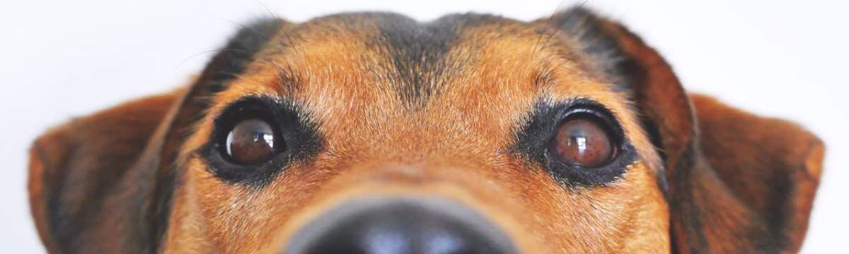 Preparing your Family to get a Dog