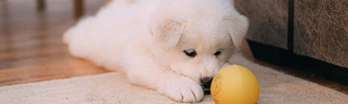 Common worries every dog owner has and what to do about them