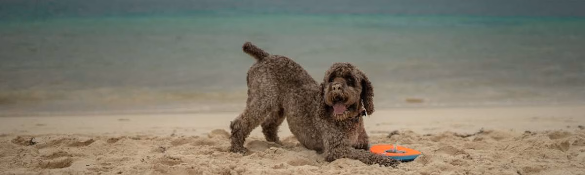 Pet Care Tips For Travellers: How To Protect Your Furry Friends